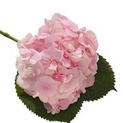 N05 Pink Hydrangea